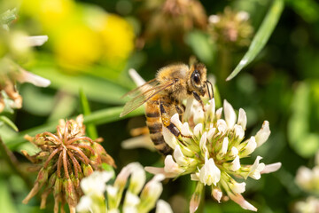 Bee pollinates grass blossom in the garden