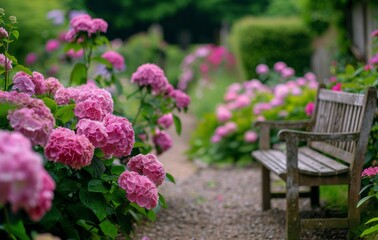 Obraz premium Pink Hydrangeas and a Wooden Bench in a Garden