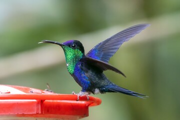 Crowned woodnymph, Thalurania colombica, on a feeder
