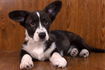 Welsh Corgi Pembroke. Puppy. Portrait of a beloved dog. A pet.