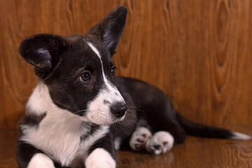 Welsh Corgi Pembroke. Puppy. Portrait of a beloved dog. A pet.