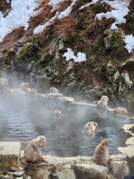 Monos japoneses en agua termal