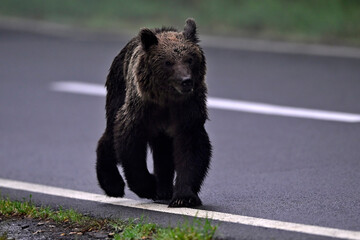 European Brown Bear walking along an asphalt road - Carpathians, Romania // Europäischer Braunbär (Ursus arctos arctos) läuft entlang einer Asphaltstraße - Karpaten, Rumänien  © bennytrapp