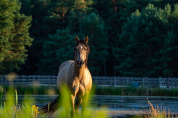 Koń na pastwisku © Marcin