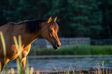 Koń na wybiegu © Marcin