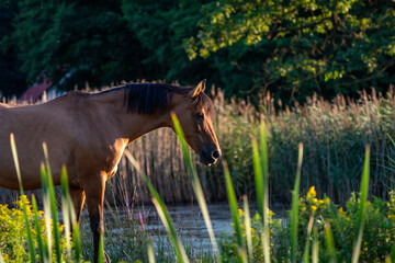 Koń na wybiegu © Marcin