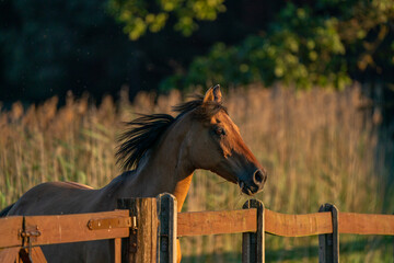 Koń na wybiegu © Marcin