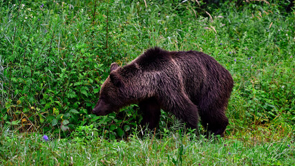 Europäischer Braunbär (Ursus arctos arctos) - Karpaten, Rumänien // European brown bear - Carpathians, Romania