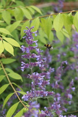 working bee