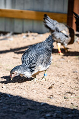 Chicken Foraging Free Range