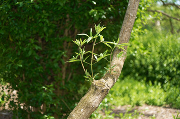 Nature awakens in this image showcasing young growth against a peaceful green backdrop.