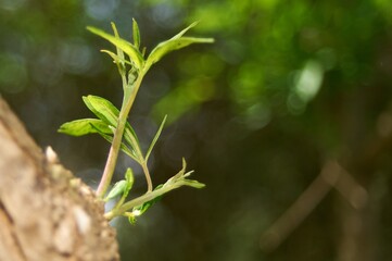 Green shoots rise against a blurred backdrop of lush garden capturing the essence of spring