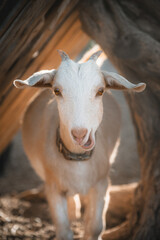 Portrait of a Goat