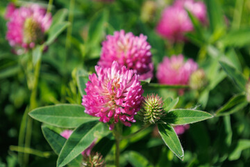 Blossom of bright red clover in summer meadow. Medical plant for health and aromatherapy. Purple Trifolium pratense inflorescence in family Fabaceae. Seasonal wallpaper for design. Dark pink flower