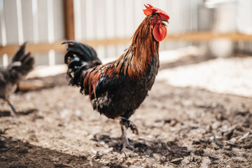 rooster in the farm