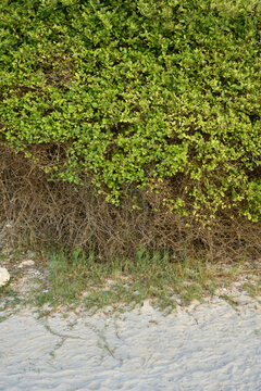 Coprosma, Kaikomako, Muehlenbeckia Axillaris, and Muehlenbeckia Shrubs in Port of Jambukola (Dambakola Patuna) Beach, Jaffna, Sri Lanka.