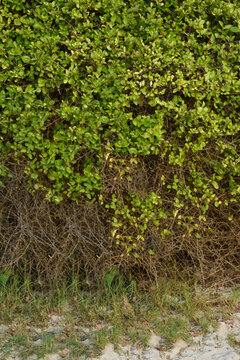 Coprosma, Kaikomako, Muehlenbeckia Axillaris, and Muehlenbeckia Shrubs in Port of Jambukola (Dambakola Patuna) Beach, Jaffna, Sri Lanka.