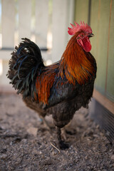 Rooster next to coop