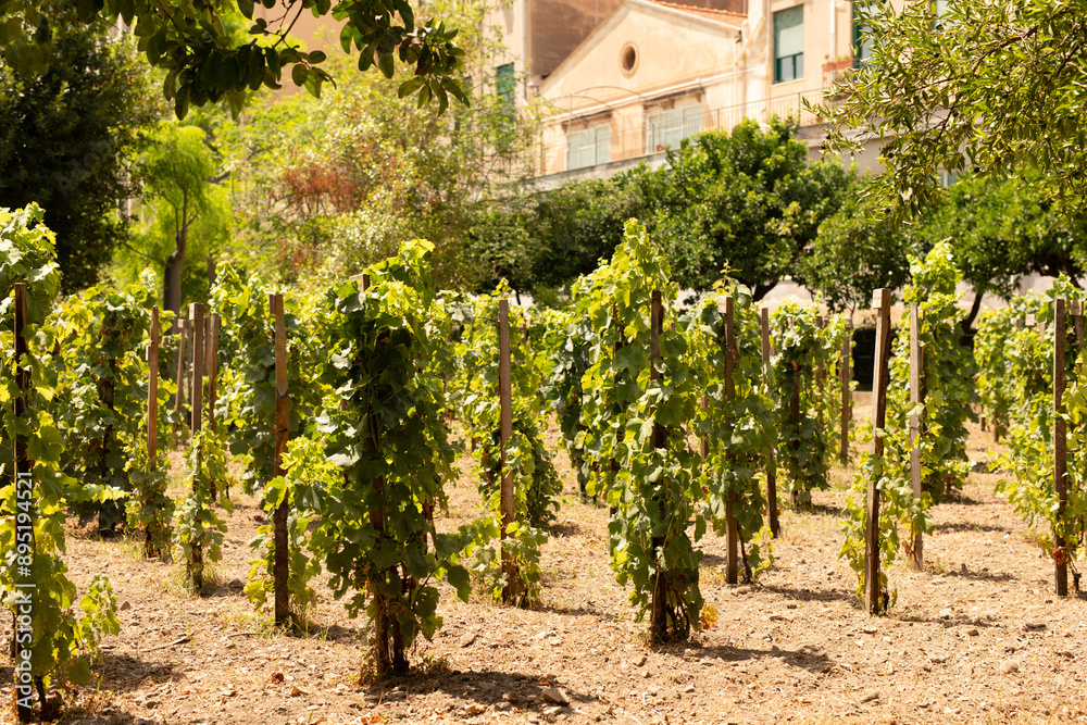 Poster a vineyard with rows of grapevines growing in the sun