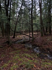 Fototapeta premium Stream running through forest.