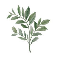 A single branch with green leaves, painted in watercolor