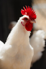 white rooster on a farm