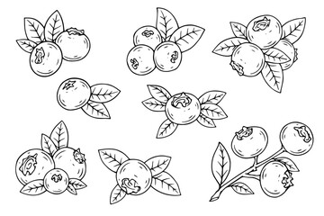 Set of linear sketches of wild blueberries. Vector graphics.