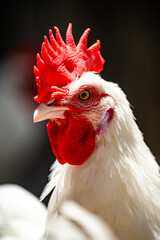 close up of a chicken