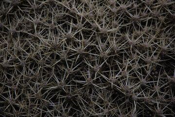 Abstract Plant Texture with Intricate spikes Patterns