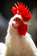 portrait of a rooster © Justin Tornatore