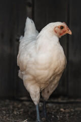 Young Chicken Pullet