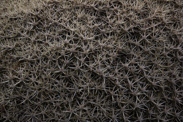 Abstract Plant Texture with Intricate spikes Patterns