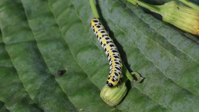 The butterfly caterpillar (lat. Cucullia lactucae) feeds on the buds of the thistle inflorescences.