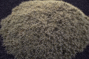 Abstract Plant Texture with Intricate spikes Patterns