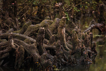 Cypress Knees at Caddo Lake