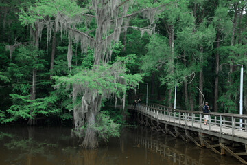 Caddo Lake  on the Texas and Louisiana state border