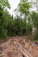 Road with deep ruts, off-road laid on virgin soil through the forest. Nature landscape background