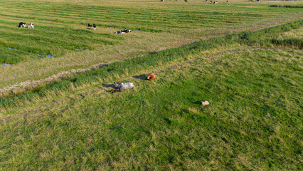 Kuh, bunte Kuh, grüne Wiese, ländliche Szene, Landwirtschaft, Vieh, Weide, Natur, Tier, Naturaufnahme, Landschaft, bäuerlich, Bauernhof, Feld, Himmel, friedlich, Entspannung, Grün, Sommer, ländliches 