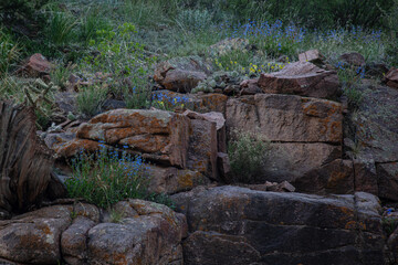 Black Mustang Stallion in Colorado