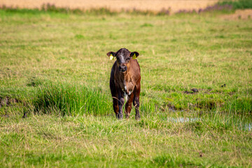 Süßes Kalb auf grüner Wiese - Nahaufnahme