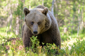 Fototapeta premium European brown bear (Ursus arctos) in summer