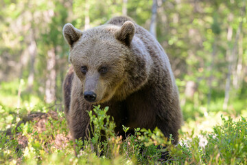 Fototapeta premium European brown bear (Ursus arctos) in summer
