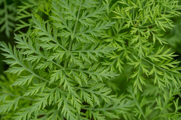 A macro detailed image of bright green garden carrots leaves show the incredible detail in the plants leaves.
