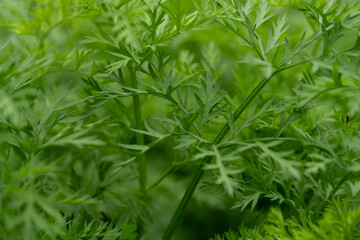 Fototapeta premium Many shades of green show the detail garden carrots leaves. The shallow focus leaves space for copy. 