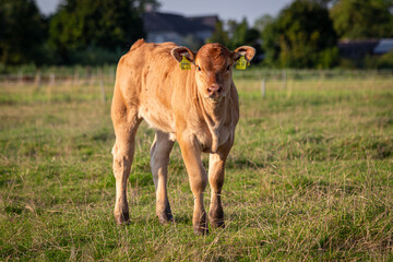 Süßes Kalb auf grüner Wiese - Nahaufnahme