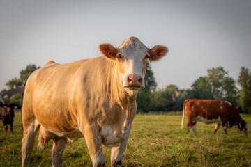 Gefleckte Kuh auf einer grünen Wiese
