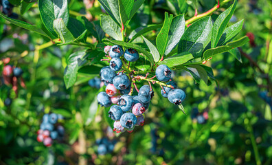 Blueberry bush. Ripe blueberries growing on a farm.