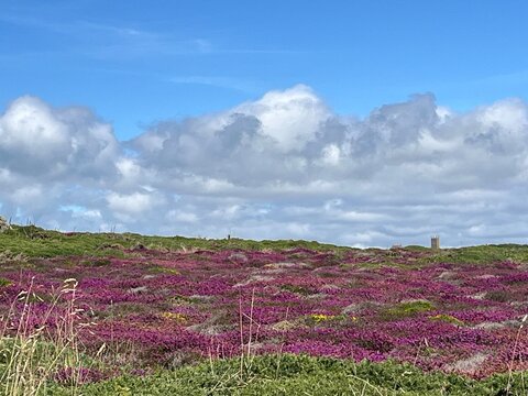 A beautiful field with heather flowers stretches out before us, displaying a vibrant mix of purple and pink hues. 