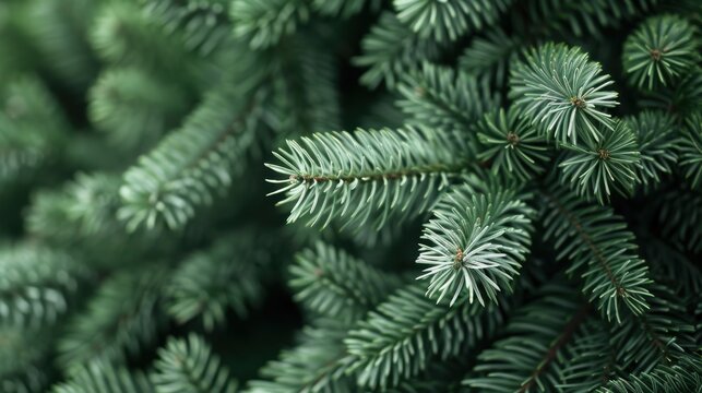 A close up of a green pine tree with many branches - Powered by Adobe