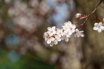 A close-up delicate cherry blossom in full bloom, showcasing soft pink petals and bright yellow stamens. The flower is surrounded by vibrant green leaves, capturing the essence of springtime beauty